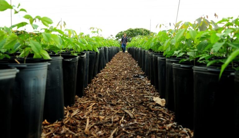 mercado de crédito de carbono