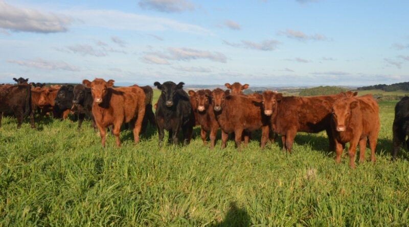 manejo reprodutivo é essencial para sucesso, diz especialista