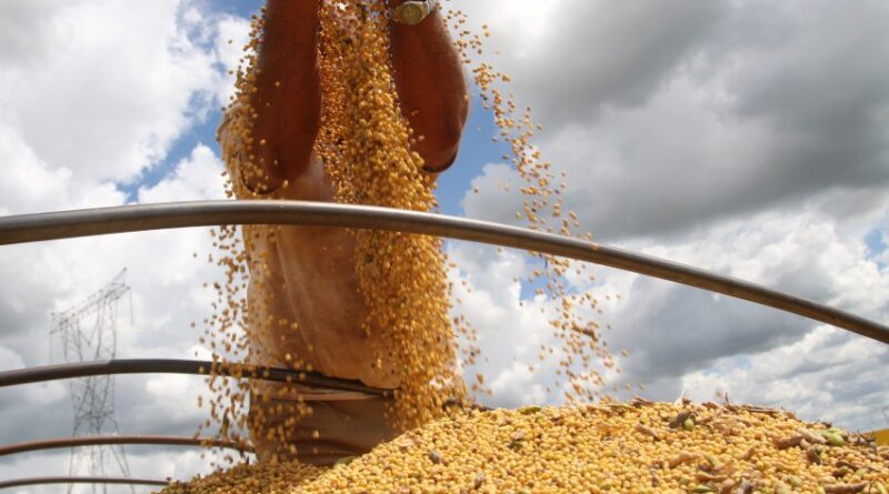 soja, produção, colheita