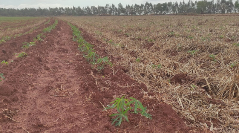Ministério da Agricultura atualiza lista de pragas quarentenárias presentes no Brasil