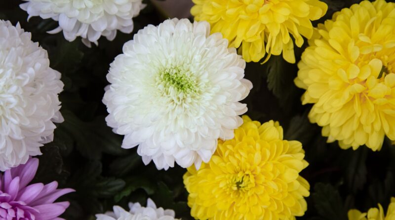 Vendas de flores devem crescer 7% no Dia de Finados deste ano