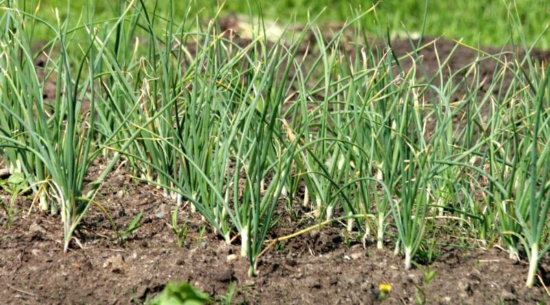 Prefeitura de São Paulo amplia prazo para inscrições no Acelerando Hortas 2026