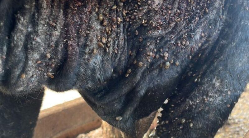 controle de ectoparasitas é essencial para o rebanho; saiba por quê
