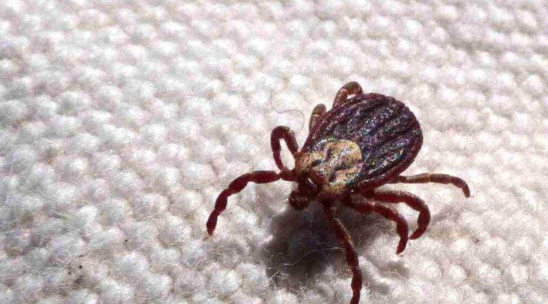 carrapato-estrela, transmissor da febre maculosa