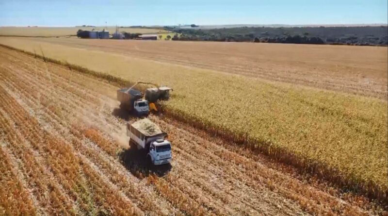 Milho verde como suplemento para rebanho leiteiro: estratégia pode ser positiva?