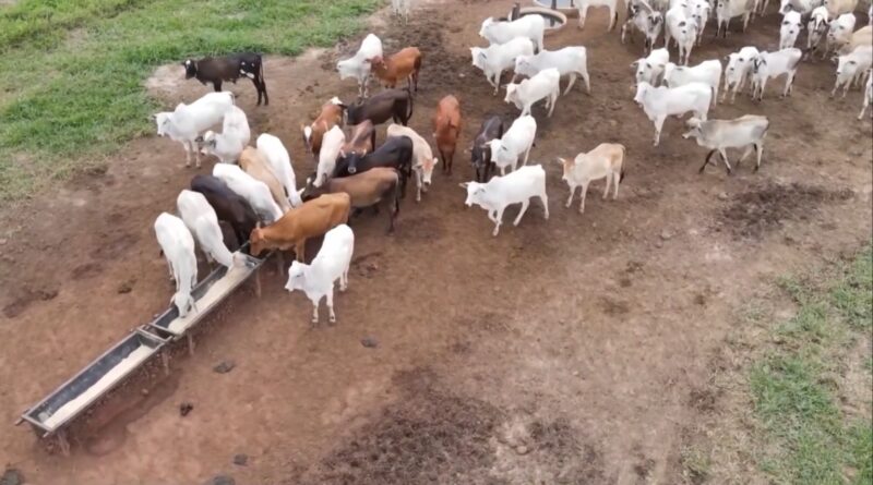 o que fazer para o gado produzir mais?