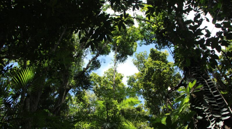 Lula lança fundo global de US$ 125 bilhões para preservação de florestas tropicais