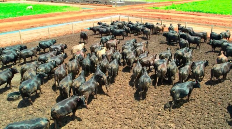 Pecuária brasileira: redução de emissões pode chegar a 92% até 2050, aponta FGV