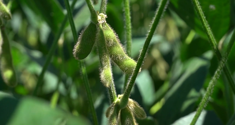 Foto: Embrapa Soja/Divulgação Youtube