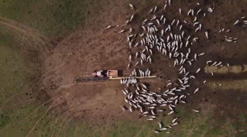 como engordar o gado em pasto diferido e garantir rentabilidade
