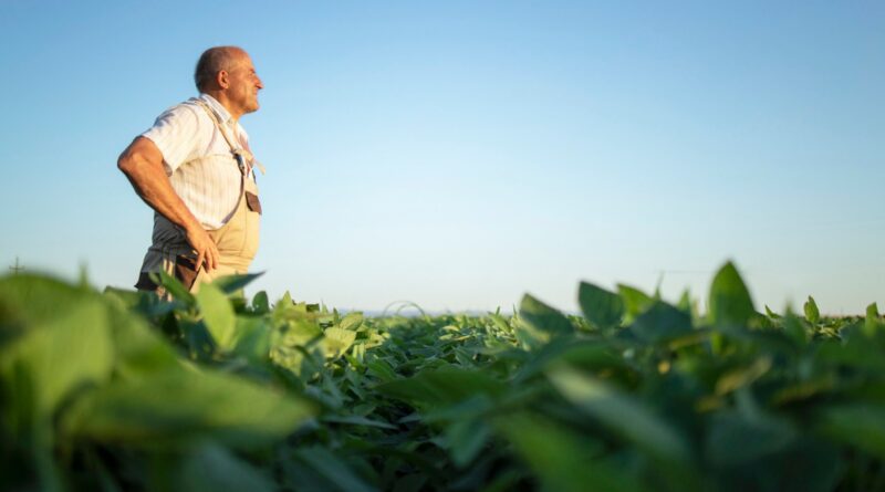 Embrapa e IDR-PR reforçam práticas de manejo que podem 'turbinar' safra de soja 25/26