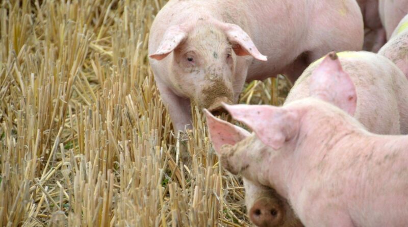 custo de produção de suínos aumenta 1,09% em outubro ante setembro