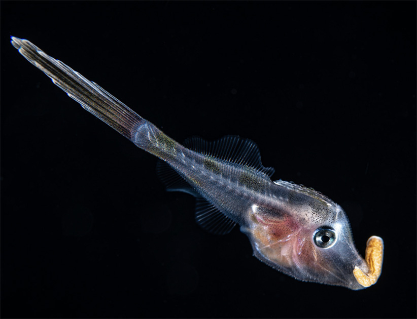 Pequeno peixe translúcido, com corpo alongado e nadadeiras finas. Sua cabeça é desproporcionalmente grande em relação ao corpo, e a boca carrega uma estrutura curva e alaranjada parecida com um gancho (uma anêmona). O fundo é totalmente preto.