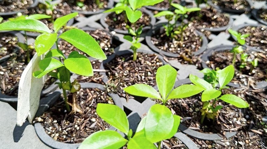 cacau consórcio árvores nativas