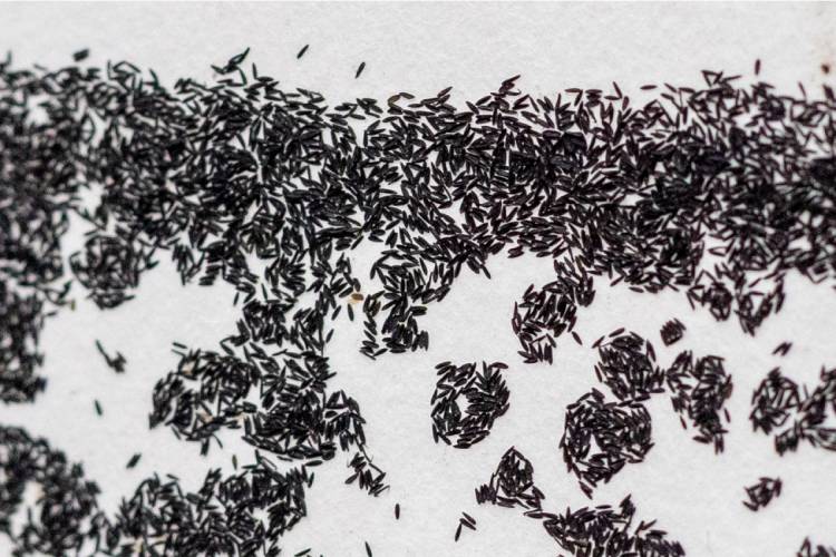 instituto butantan, ovos dengue, vacina