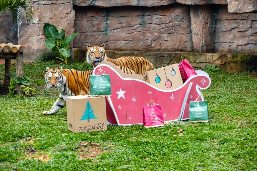 Animais recebem presentes de Natal