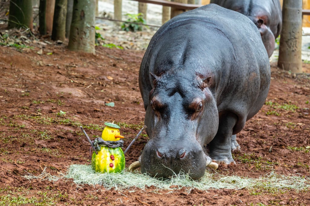Animais recebem presentes de Natal 