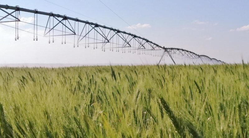 Irrigação no momento certo reduz em 50% as emissões do trigo no Cerrado, revela Embrapa