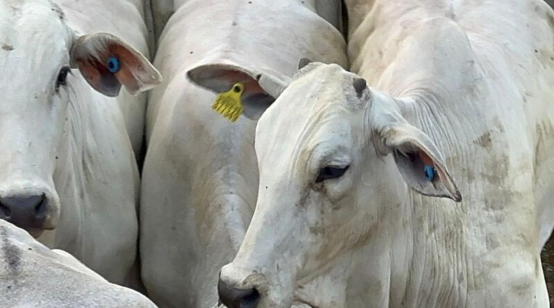 Pará antecipa rastreabilidade e avança na qualidade do gado