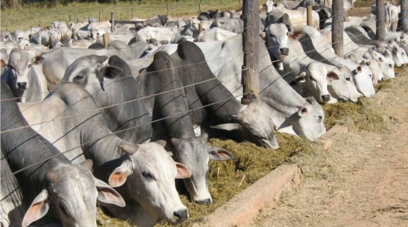 Abate pecuária fêmeas