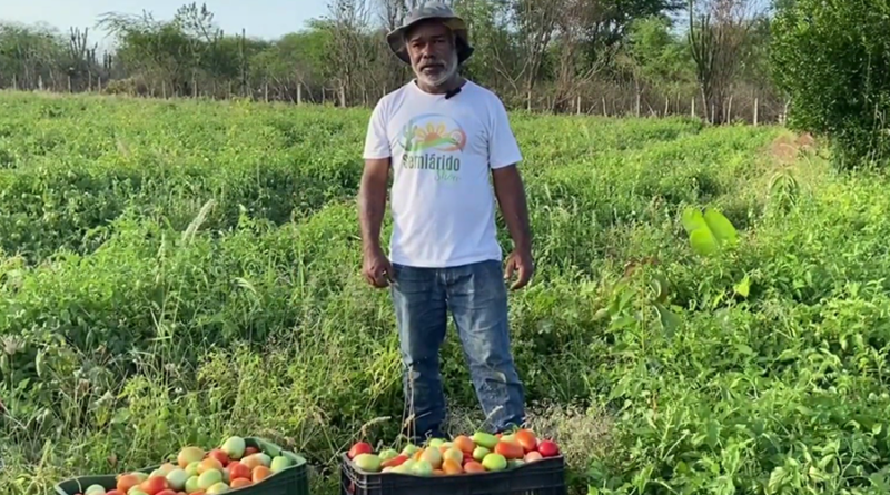 Em Paulo Afonso (BA), o agricultor Erisvan Pereira destaca o impacto do uso de tecnologias simples, como o cultivo de tomate sob lona - Foto: Francisco Evangelista