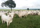 Bovinos em área de pastagem. Foto: Divulgação/Agropecuária Maragogipe