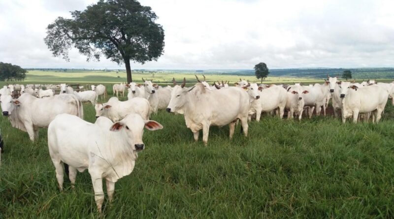 Bovinos em área de pastagem. Foto: Divulgação/Agropecuária Maragogipe