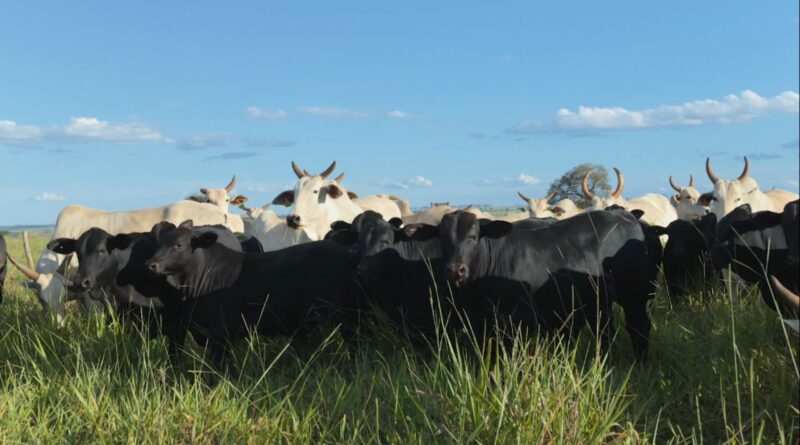 Foto: Reprodução/Giro do Boi.