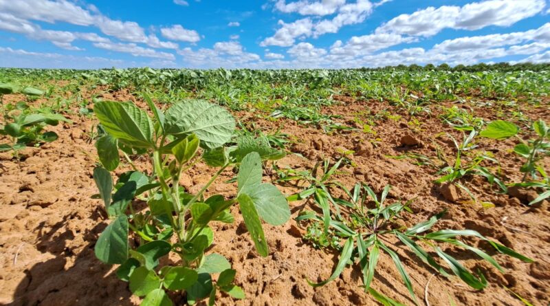 Mapa regionaliza calendário agrícola da Bahia para Safra 2025/26