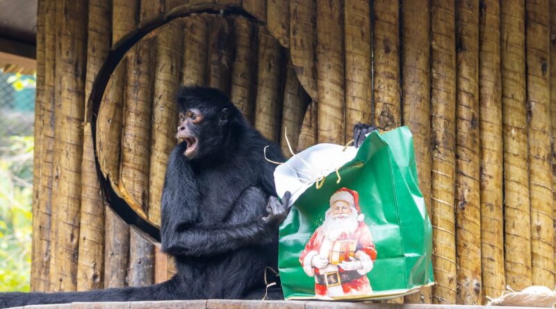 Animais recebem presentes de Natal