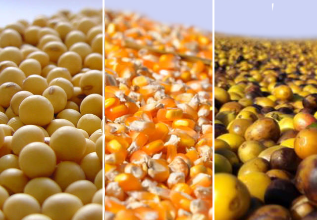 grãos de soja, milho e café