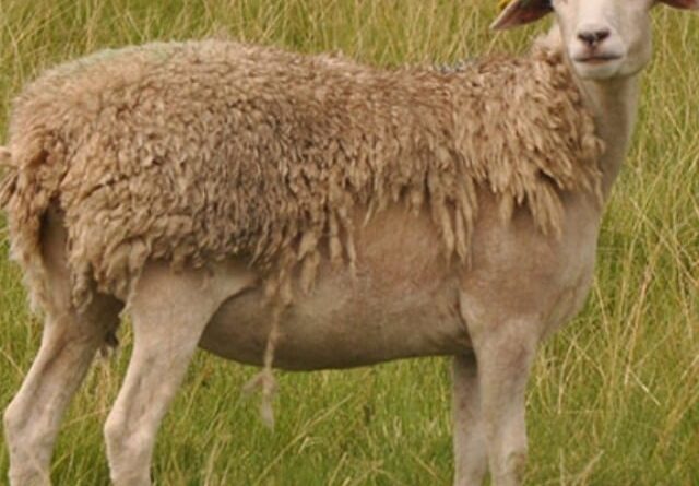 Após crise nos anos 80, RS retoma a força da ovinocultura com investimento em genética