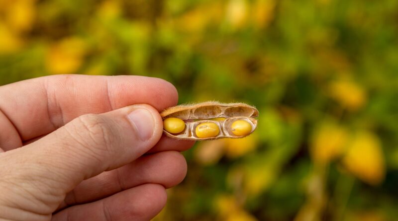 vagem com grão de soja, atividades agrícolas