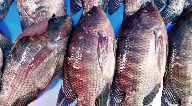 Piscicultura, nordeste, bahia, oeste da bahia, tilápia, produção, peixes