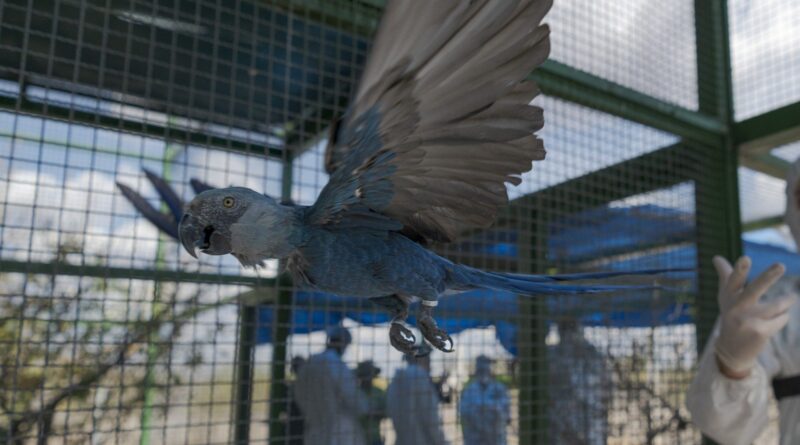 Criadouro contesta risco às ararinhas-azuis e questiona laudo de circovírus em 11 aves