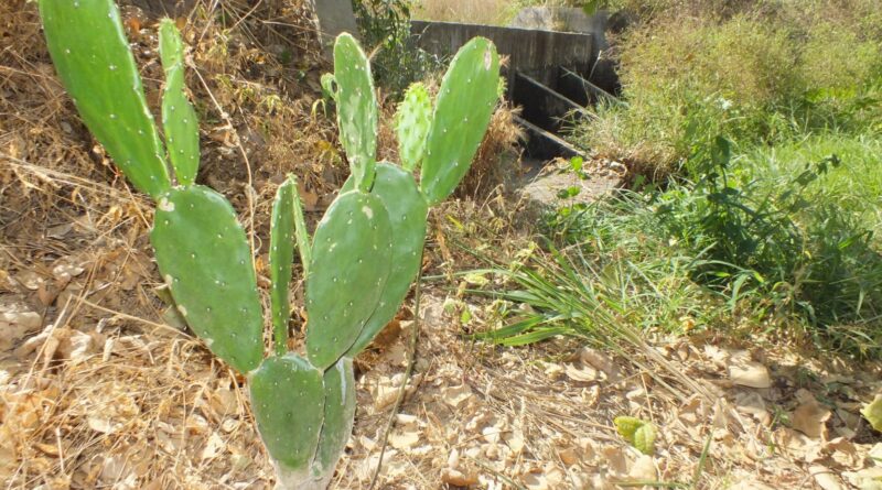 Nova tecnologia da Embrapa ajuda agricultores do Semiárido a garantir água o ano inteiro