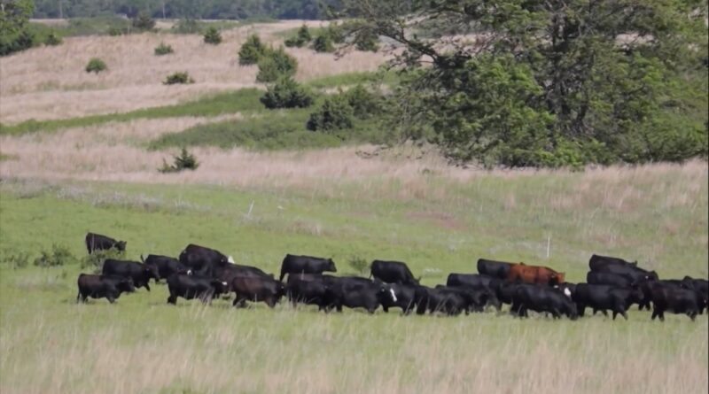 Foto: Reprodução/Giro do Boi.
