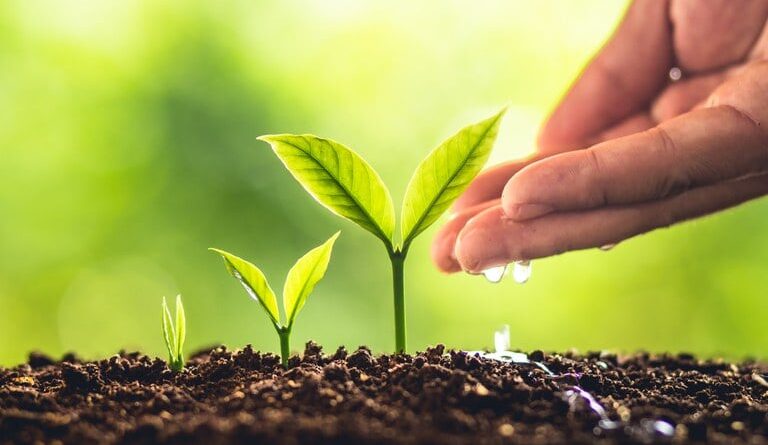 defensivos agrícolas, agrotóxicos