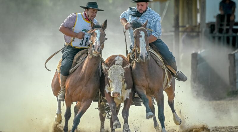 Cavalo crioulo movimenta R$ 5,3 bi e ensaia expansão para além de terras gaúchas