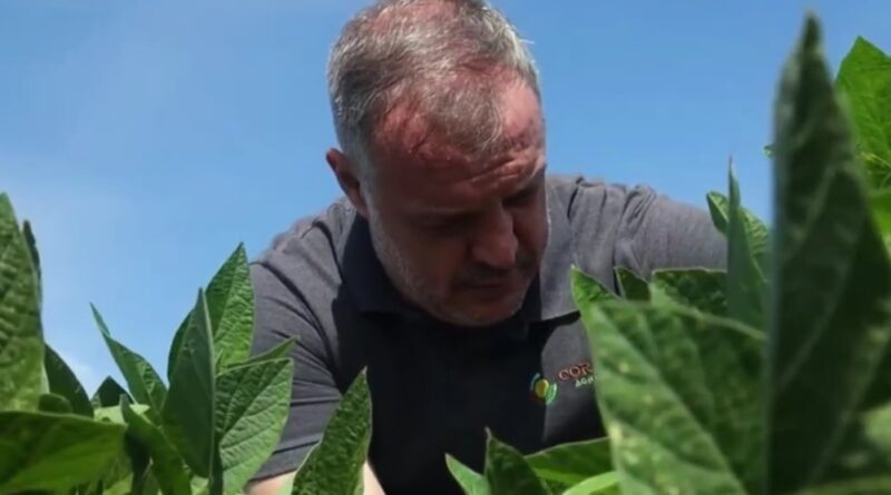 Clima versus soja: quando a lavoura precisa se adaptar para sobreviver