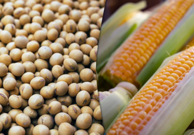 milho-e- soja