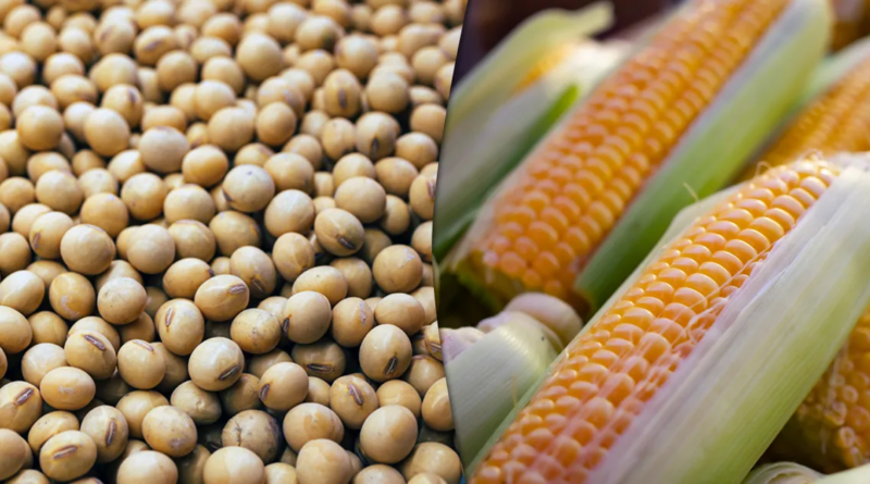 milho-e- soja