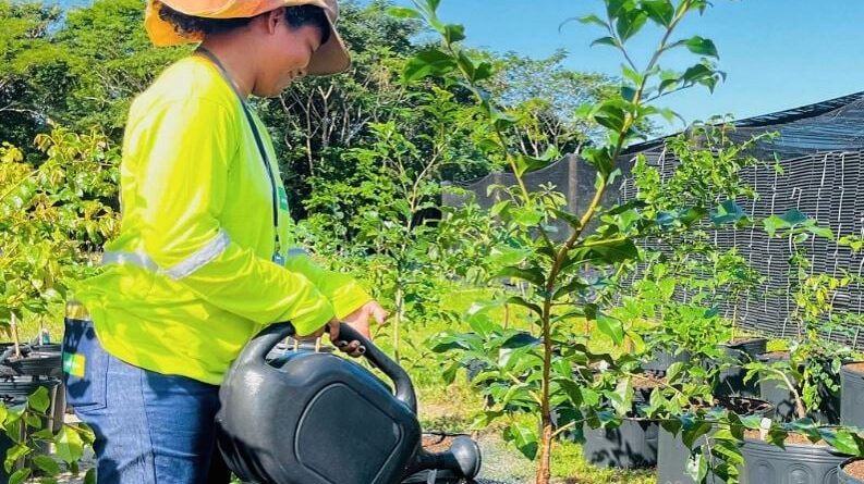 cacau consórcio árvores nativas