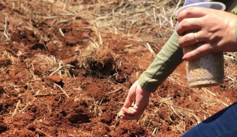 arroz, minas gerais, epamig