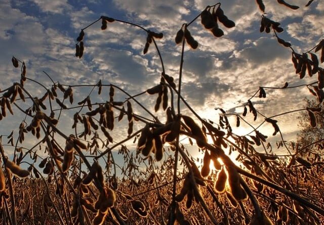 Em dia lento, cotações de soja ficam mistas e regiões registram alta nos preços; saiba quais