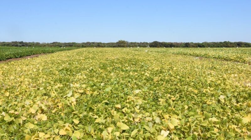 Embrapa avança no desenvolvimento de bioinsumo multifuncional para diferentes culturas