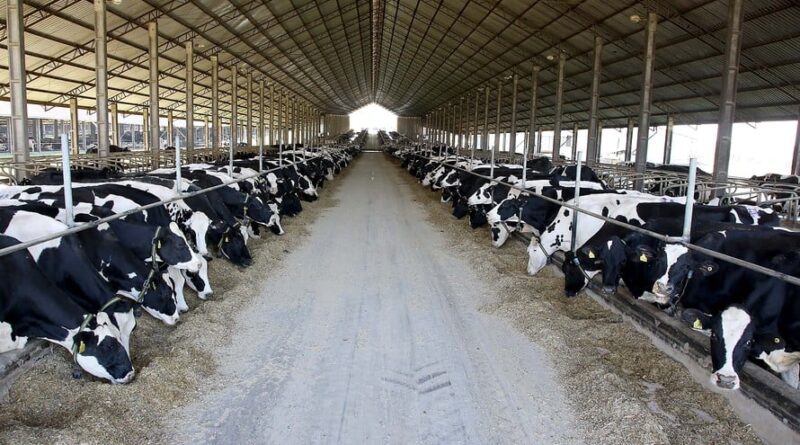 gado leiteiro, leite