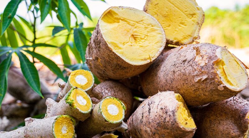 Mandioca: nova espécie BRS Jacundá