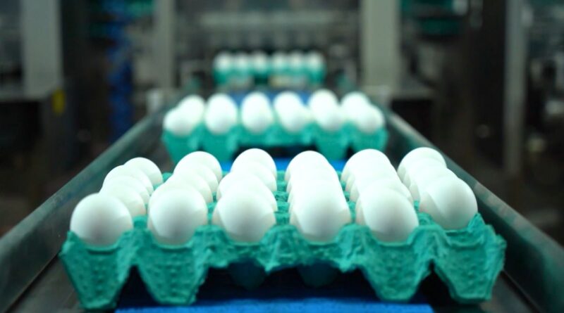 Exportações brasileiras de ovos mantêm crescimento e avançam 5,8% em novembro