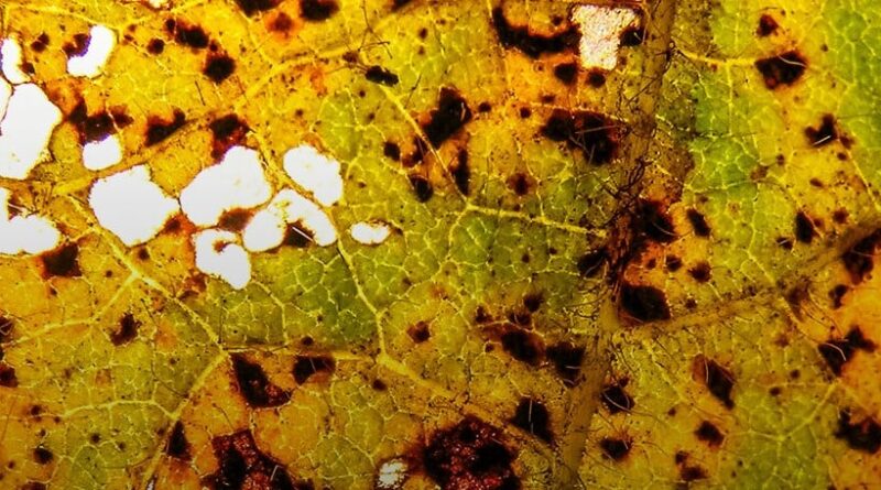 ferrugem asiática da soja